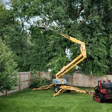 How Our Tree Care Process Works  in  Glen Raven, NC